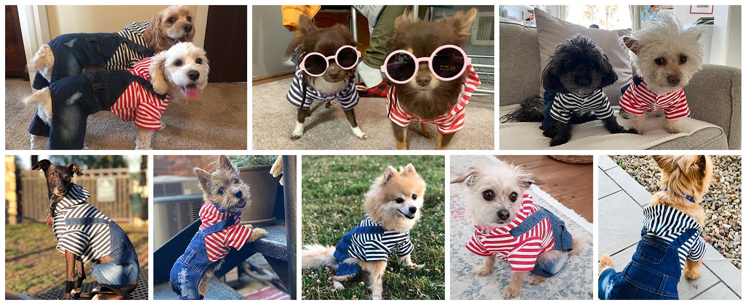 dog jeans
