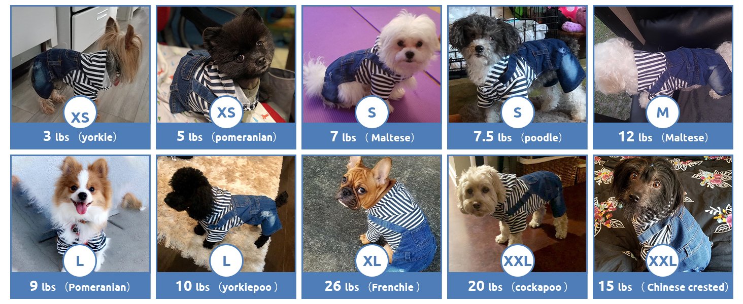 dog jeans outfits
