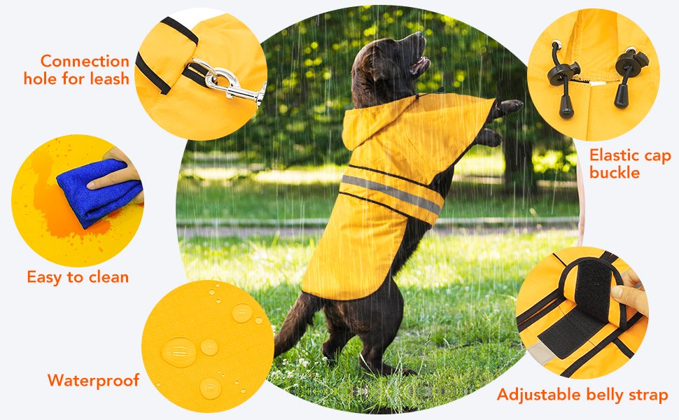 dog rain pocho