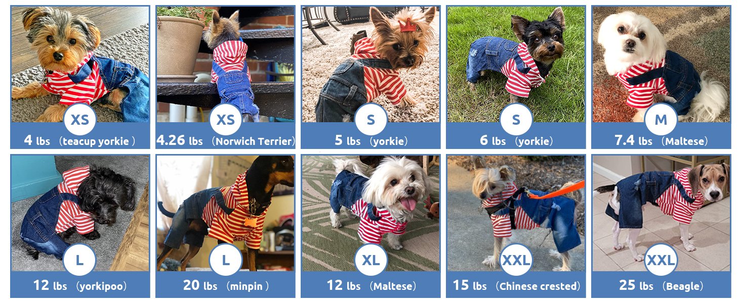 Dog jeans