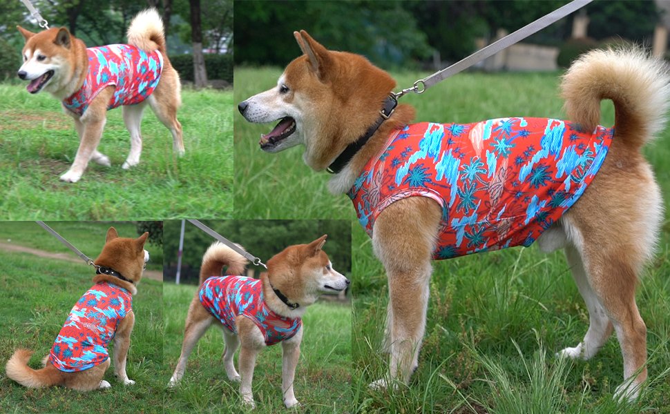dog shirt
